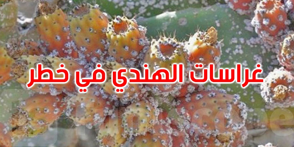 20 ألف هكتار مهددة: سليانة تتحرك لمواجهة آفة ‘الهندي'