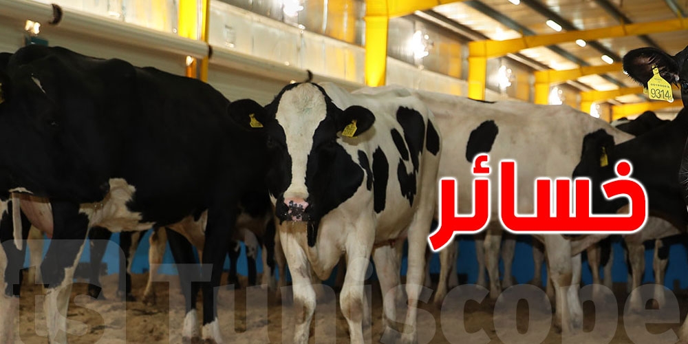 خسائر مربي الأبقار الحلوب بين 2020 و2023 بلغت هذا المبلغ