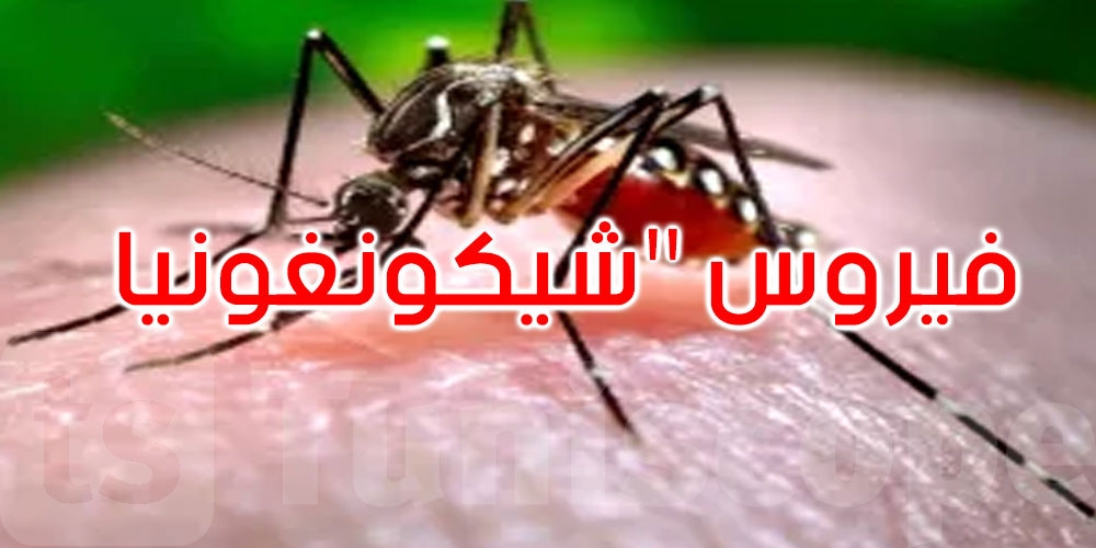 محجوب العوني: لا وجود لـ'شيكونغونيا' في تونس والعدوى لا تنتقل بين البشر