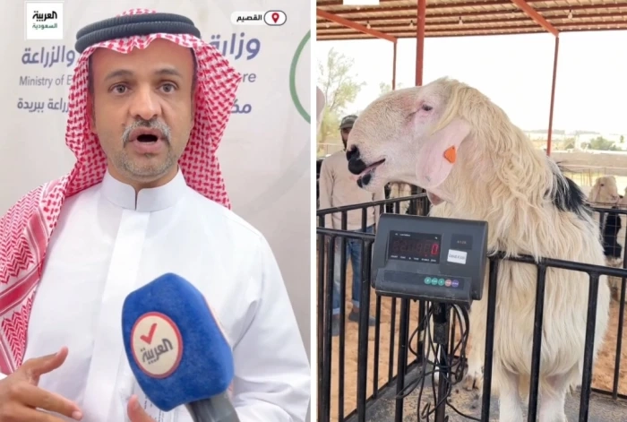 بالفيديو.. تقرير يستعرض بيع الأضاحي بالوزن في القصيم..والكشف عن كمية اللحوم الصافية بعد ذبح أضحية وزنها 135 كيلو . صحيفة المرصد