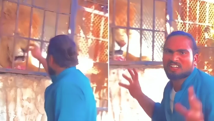 شاهد: هندي يحاول استفزاز أسد داخل قفص بلمس أنفه.. وفجأة حدث مالم يتوقعه