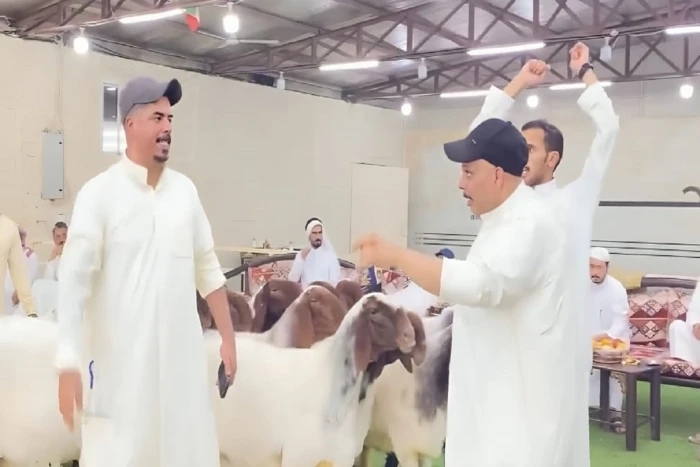 بالفيديو: مزاد على بيع 14 خروفا في الكويت بـ200 ألف دينار يثير الجدل على مواقع التواصل