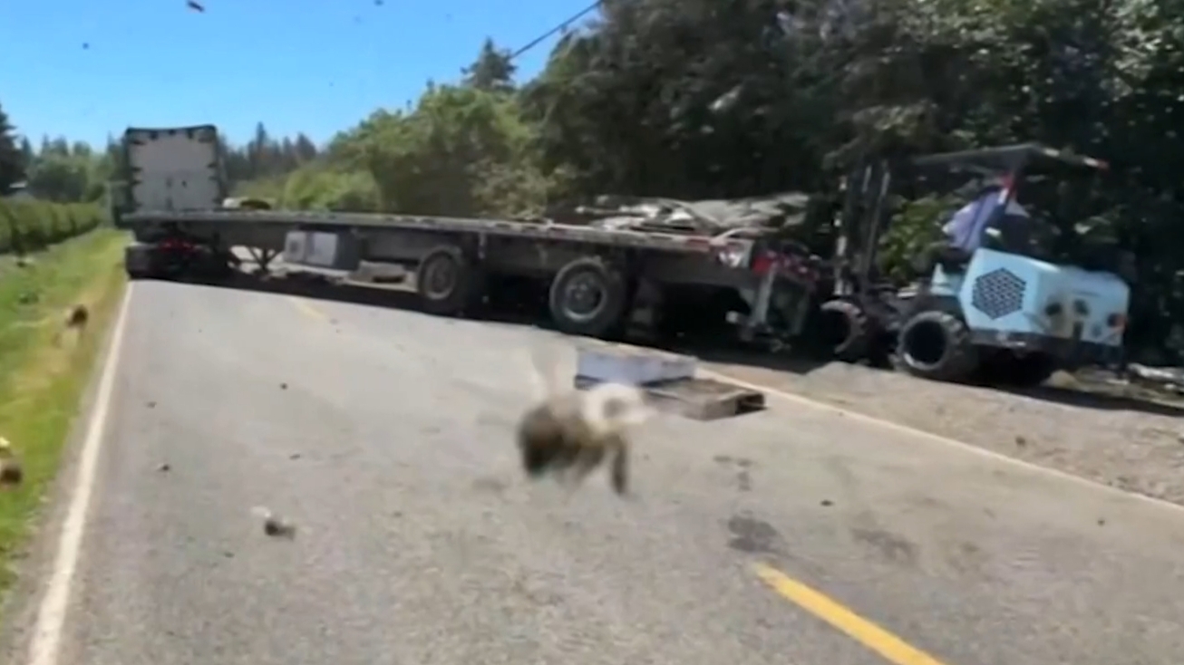 Bees: Millions of bees buzz around roads after truck overturns
