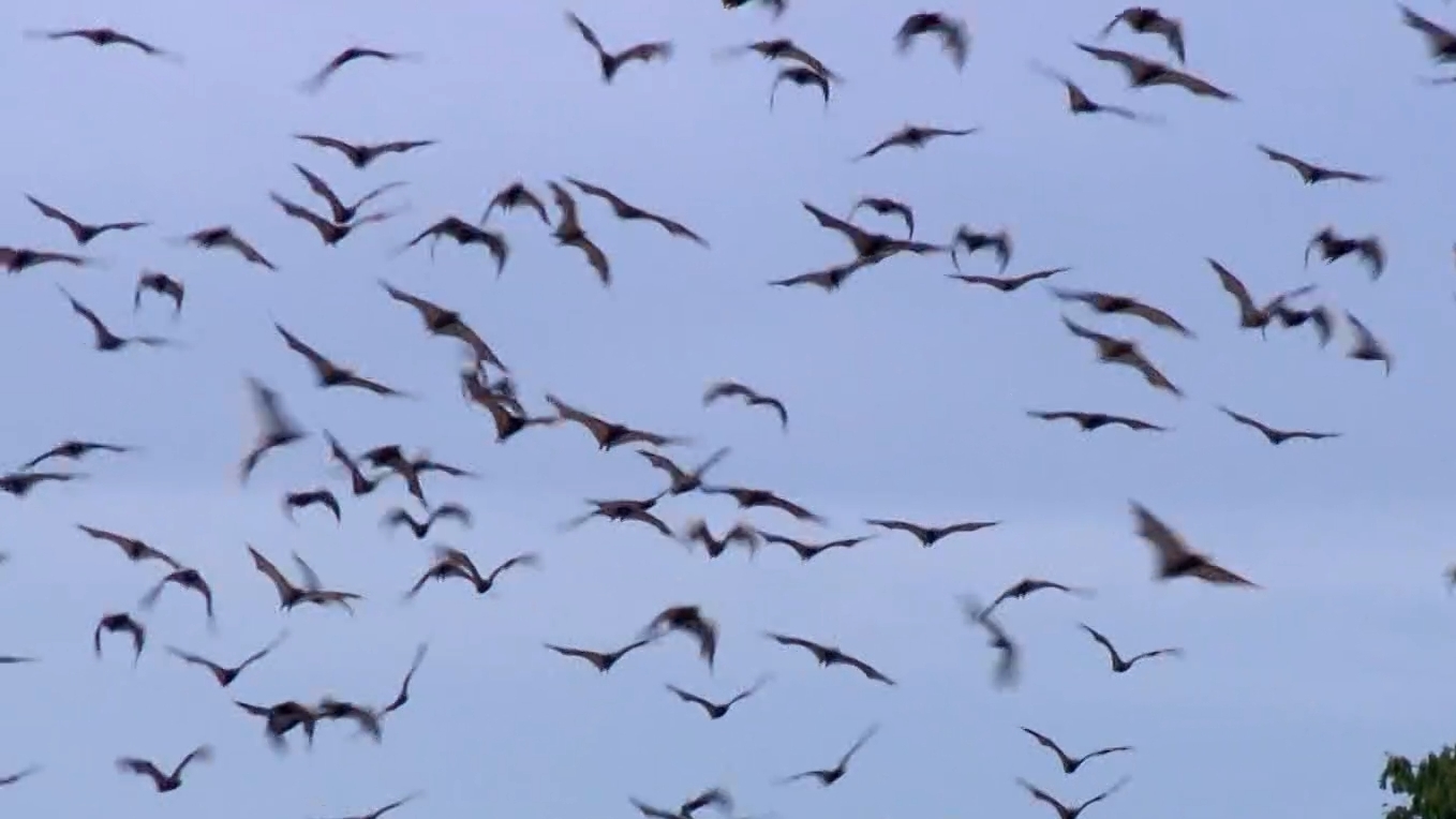 Man dies after becoming NSW's first confirmed Australian bat lyssavirus case