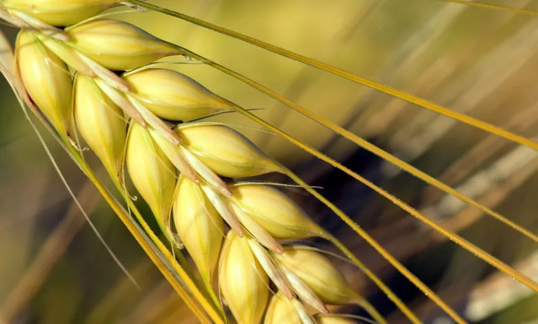 اللفحة الحرارية تضرب القمح والشعير في الأردن ومطالب بالتعويض
