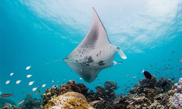 Experience Thrilling Manta Ray Encounters at The Fourth Edition of The Manta Retreat at InterContinental Maldives