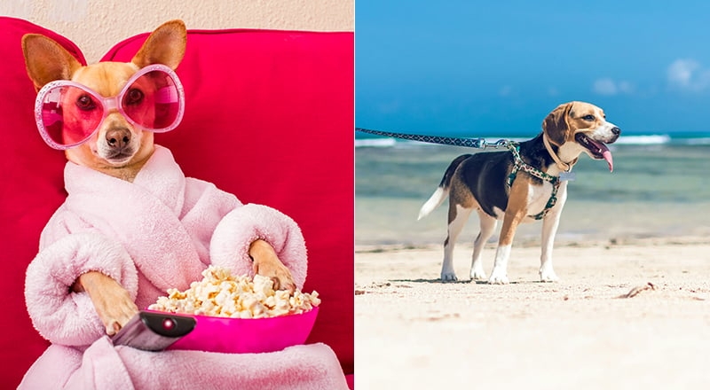 Free Valentine's movie with your dog on the beach