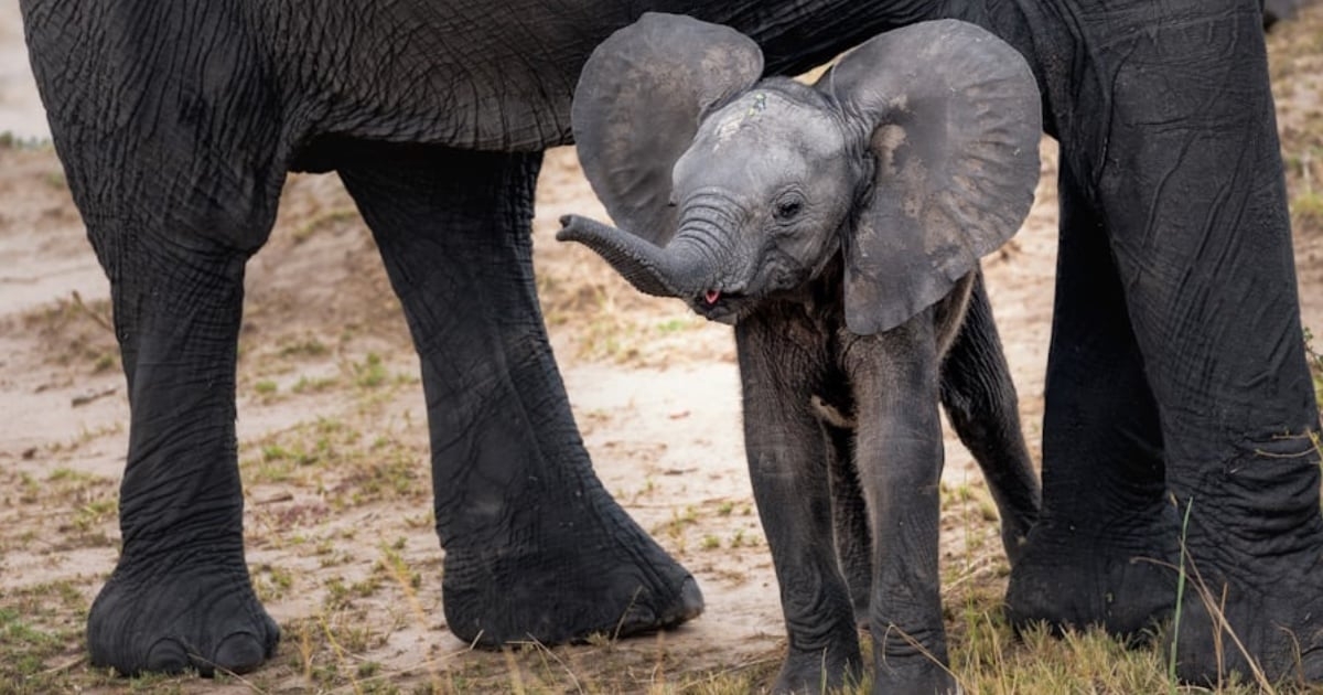 Meet Neema: Sharjah Safari's newborn African Savannah elephant