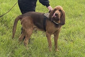 Italy outraged at killing of police bloodhound, found dead after eating food laced with nails