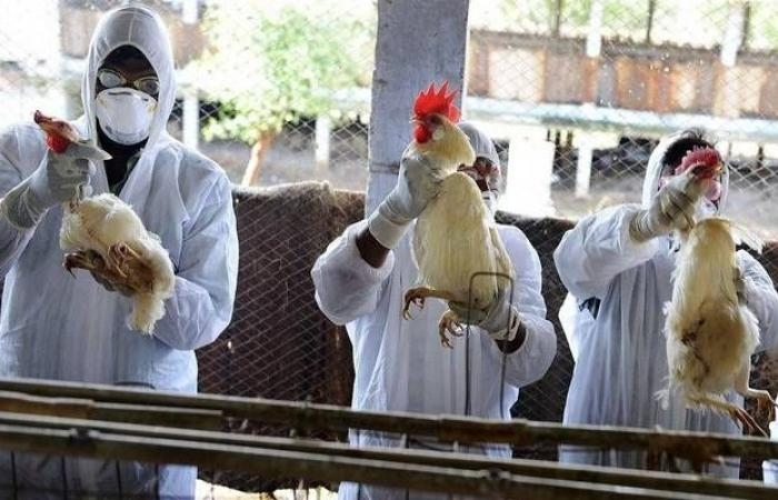 الأرجنتين تعلق استيراد الدجاج البرازيلي بعد تفشي إنفلونزا الطيور