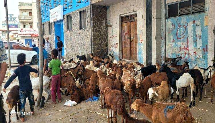 نصف مليون ريال للأضحية.. أسعار جنونية تُقصي فرحة العيد عن بيوت عدنية