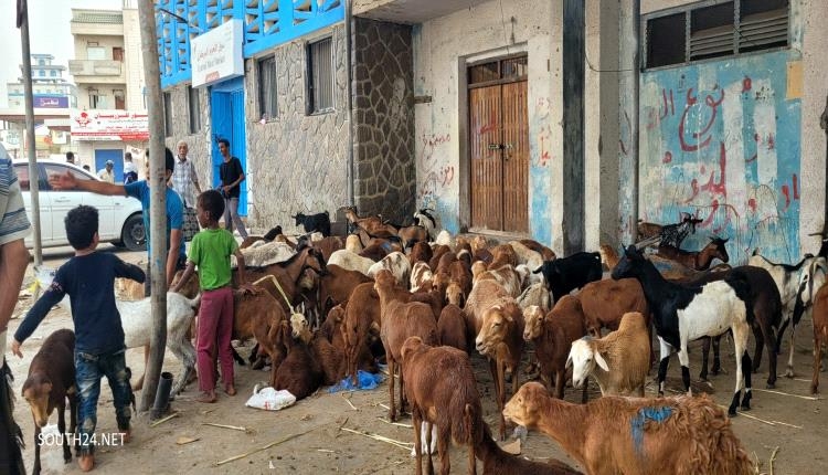 توقف معظم اهالي عدن عن شراء اضاحي العيد جراء غلاء المعيشة
