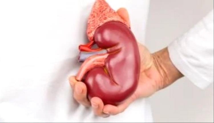 الكلى أكثر تأثرًا بالموجة الحارة.. اعرف إزاى تحافظ عليها