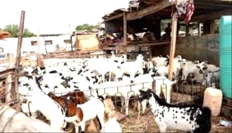 نشرة اسعار المواشي المحلية في عدن اليوم الثلاثاء 20/5/2025