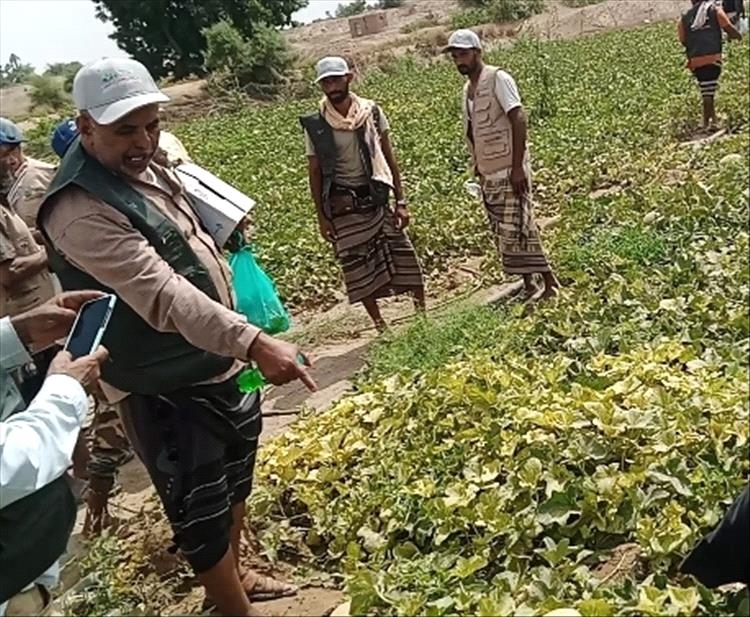 يوم حقلي لمحصول الشمام بمزرعة طارش العولقي في فالج عياض محافظة لحج