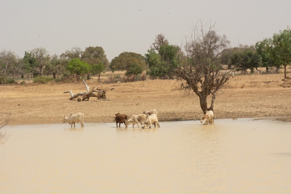 Improving climate governance in West Africa: Three calls for inclusive climate action in Burkina Faso, Côte d'Ivoire, and Senegal