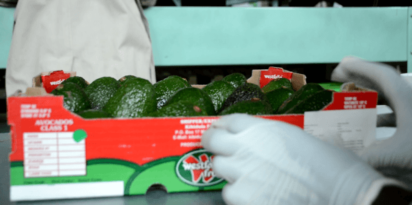 Tanzania advances avocado sector with support from Food and Agriculture Organisation's (FAO's) One Country One Priority Product (OCOP) initiative