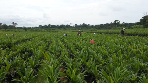 Nigeria's Agro-Revolution: Construction of Special Agro-Industrial Processing Zones (SAPZ) begins