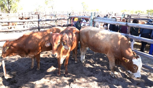 Adopting sustainable farming practices to strengthen the beef sector in Botswana