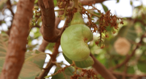 In Burkina Faso, cashew cultivation is a lever for sustainable and inclusive rural development