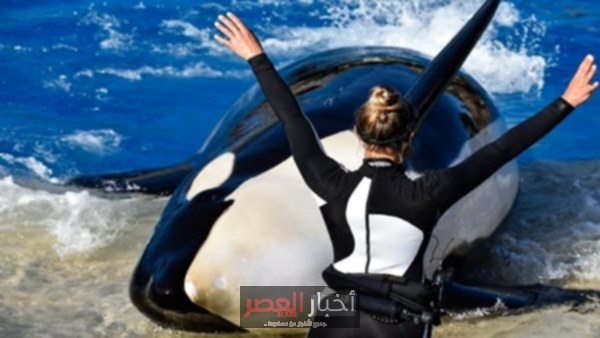 شائعة هجوم حوت الأوركا على فتاة تدعى جيسيكا رادكليف مجرد تضليل
