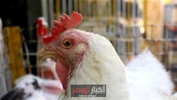 استقرار أسعار الدواجن والبيض في أسواق المنوفية اليوم