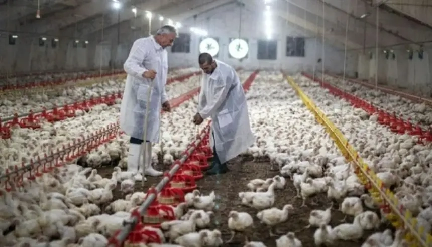 بسبب إنفلونزا الطيور.. الصين تحظر استيراد الدواجن من البرازيل وتوقف تجارة بـ1.5 مليار دولار