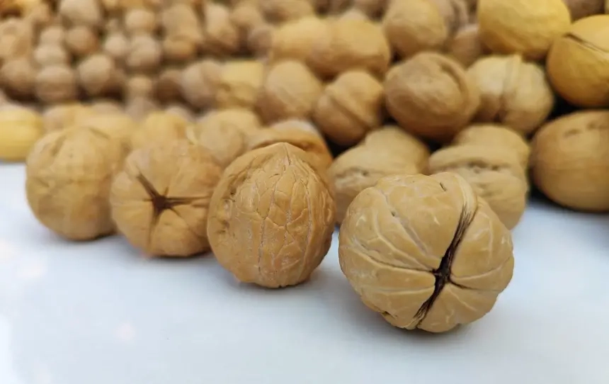 الجوز على الفطور يعزّز سرعة التفكير ويحسّن الذاكرة
