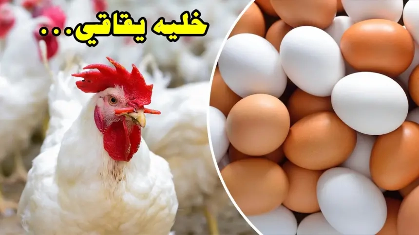 البيض بدرهم والدجاج بـ 14.. مغاربة يطلقون حملة مقاطعة جديدة تبعث الرعب في نفوس محتكري سوق الدواجن