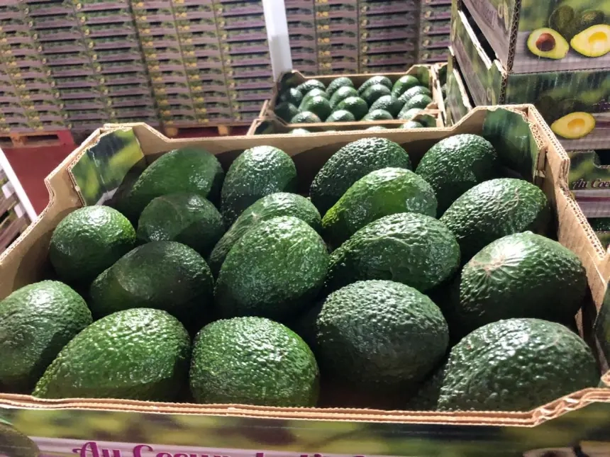 رقم قياسي.. المغرب يتجاوز عتبة 100 ألف طن من صادرات الأفوكادو رغم انهيار الأسعار عالمياً