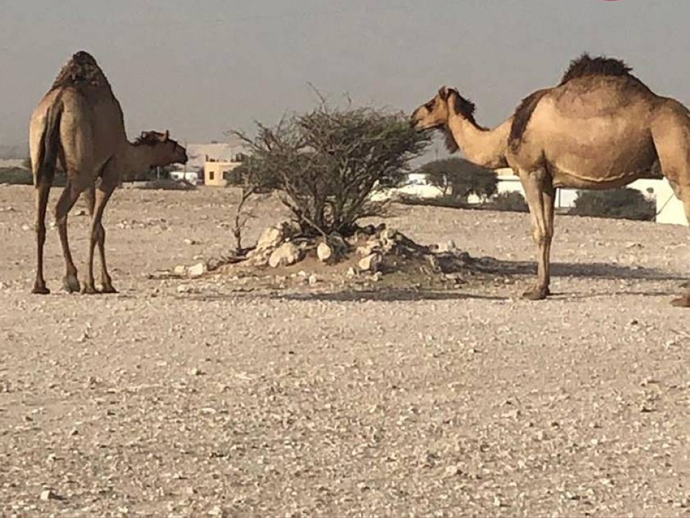تمديد حظر رعي الإبل في جميع المناطق
