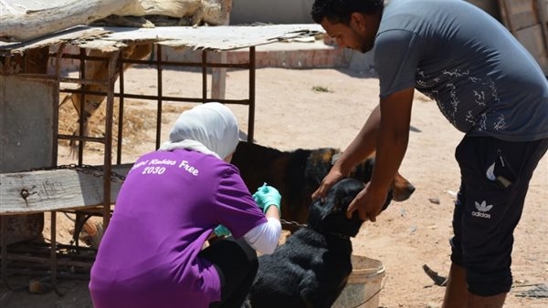 نقابة البيطريين تحذر من التخلص العشوائي للكلاب