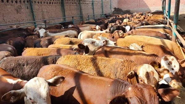تعرف على أسعار الأضاحي في منافذ وزارة الزراعة