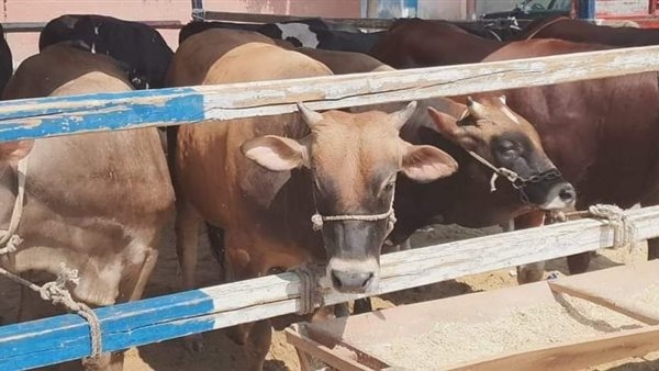الزراعة: إصدار 347 ترخيصًا لمشروعات الثروة الحيوانية والداجنة والعلفية