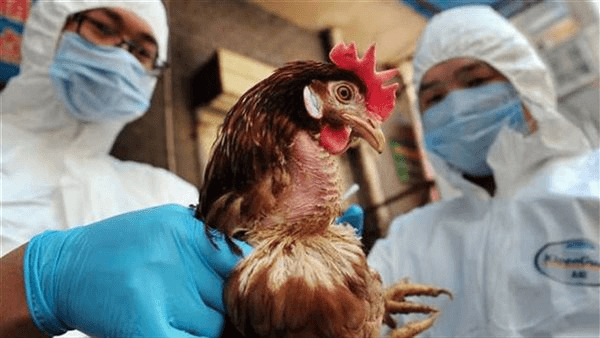 الأرجنتين تعلق استيراد الدجاج البرازيلي بعد تفشي إنفلونزا الطيور