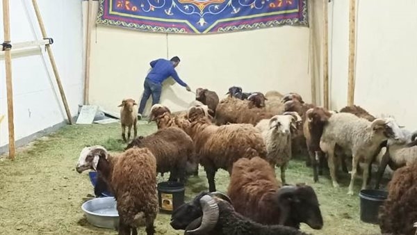 التموين: 400 فرع لتجارة الجملة تواصل بيع اللحوم والأضاحي بأسعار مخفضة بالمحافظات