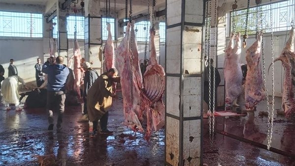 بالفيديو.. أخصائي رقابة صحية: المجازر الحكومية تضمن أمان اللحوم وصلاحيتها للاستخدام الآدمي