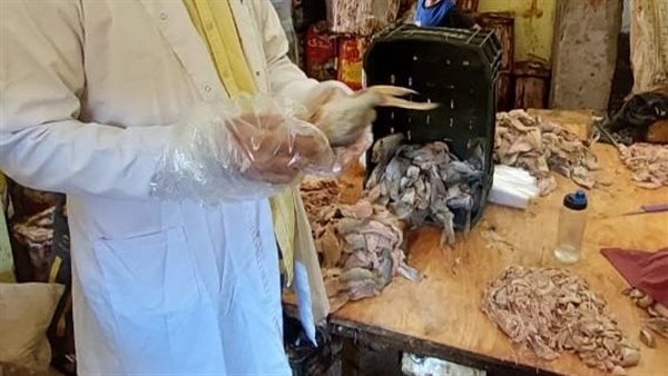 سلامة الغذاء: إصدار 20 أذن تصدير لمغلفات طبيعية حيوانية لدول الاتحاد الأوروبي في أسبوع