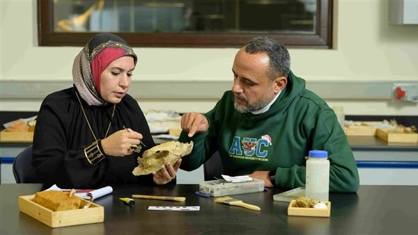 اكتشاف جمجمة لآكل لحوم من الثدييات المفترسة عاش بمصر قبل 30 مليون عام
