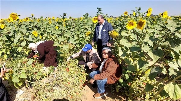"الزراعة" تواصل جهودها لدعم وتوعية المزارعين في سوهاج