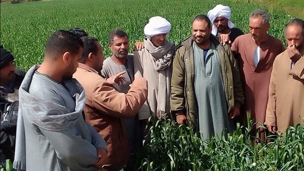 الزراعة: عقد 75 ندوة إرشادية لتكثيف التواجد الميداني مع المزارعين