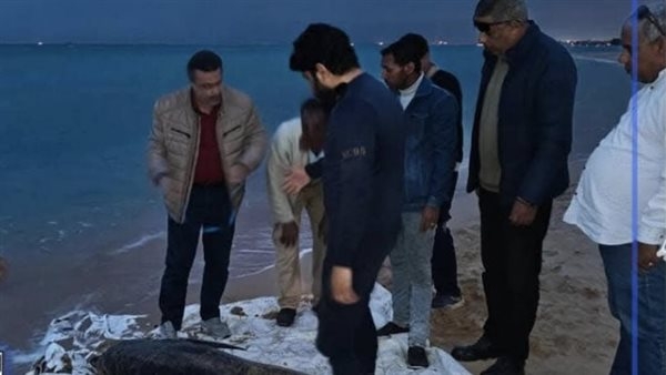 العثور على دولفين نافق بخليج السويس.. ومعهد علوم البحار يتدخل لتحنيطه