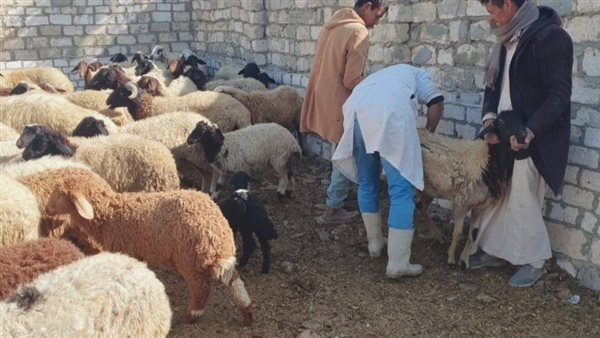 بيطري الفيوم: تحصين 98022 رأس ماشية ضد الحمى القلاعية والوادي المتصدع والجلد العقدي