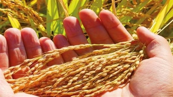 البلاستيك الدقيق يحد من نمو المحاصيل ويهدد الأمن الغذائي.. التلوث البلاستيكي يعوق التمثيل الضوئي ويمنع تحوّل ضوء الشمس إلى طاقة كيميائية ضرورية لنمو النباتات