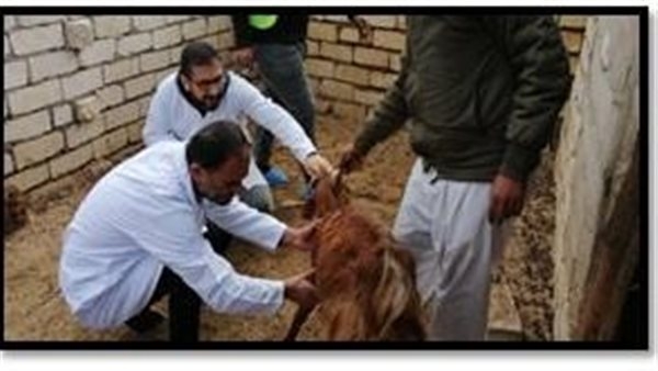 الطب البيطري بشمال سيناء يواصل جهوده في التحصين والرعاية لحماية الثروة الحيوانية