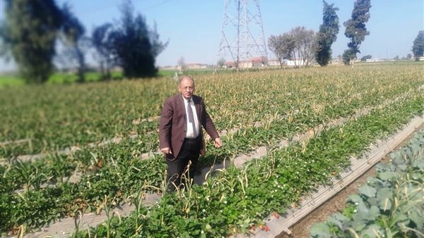 وكيل زراعة البحيرة يتفقد محصول الفراولة بكوم حمادة ووادي النطرون.. صور