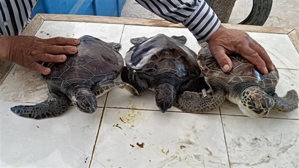 بالصور.. إطلاق 4 سلاحف بحرية من بورسعيد إلى مياه البحر المتوسط