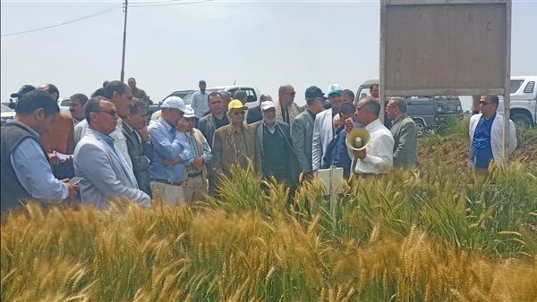"البحوث الزراعية" ينظم يوم الحقل السنوى للقمح بمحطة سخا