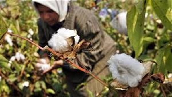 طلب إحاطة بشأن أسباب تراجع المساحات المزروعة من القطن المصري بنسبة 58%