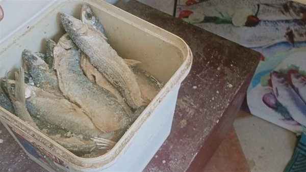 ضبط 280 طن أسماك مملحة وفسيخ غير صالحة للاستهلاك الآدمي بالأقصر وأرمنت.. صور